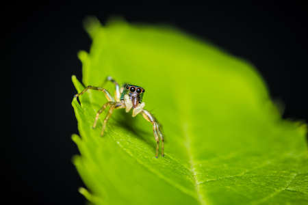 A colorful jumping spider on green leaf and have multicolored in body and nature blurred background, selective focus, Thailand.の写真素材