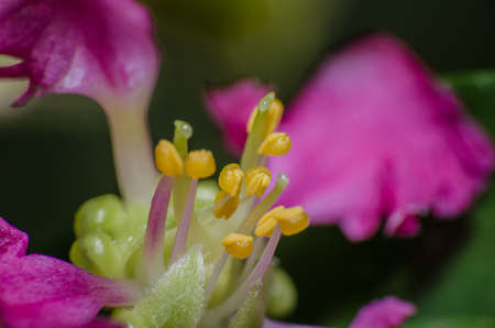 Close up the Barbados Cherry Pollen on tree.