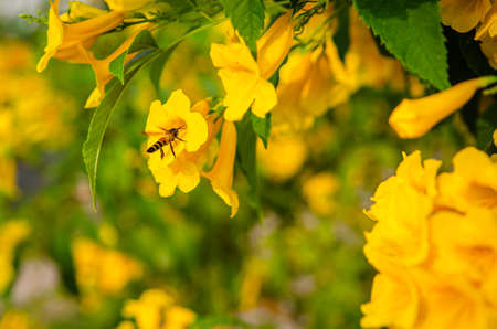 A bee is flying with beautiful blooming yellow elder flowers, Trumpetbush, Trumpetflower, Yellow...