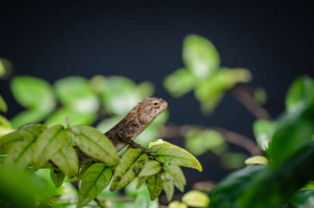 Brown chameleons in green bush with isolated photo, Thailandの写真素材