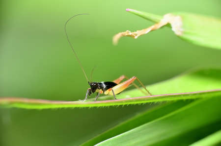 Close up tiny Metioche vittaticolis black true cricket on green leaf.の写真素材
