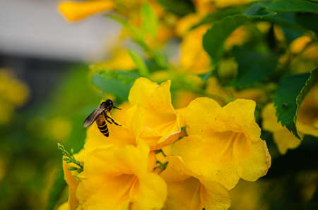 A bee is flying with beautiful blooming yellow elder flowers, Trumpetbush, Trumpetflower, Yellow trumpet-flower, Yellow trumpetbush in outdoor.の写真素材