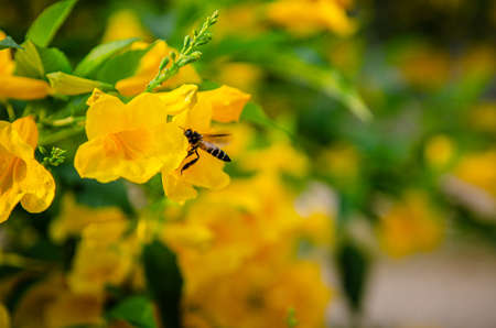 A bee is flying with beautiful blooming yellow elder flowers, Trumpetbush, Trumpetflower, Yellow trumpet-flower, Yellow trumpetbush in outdoor.の写真素材