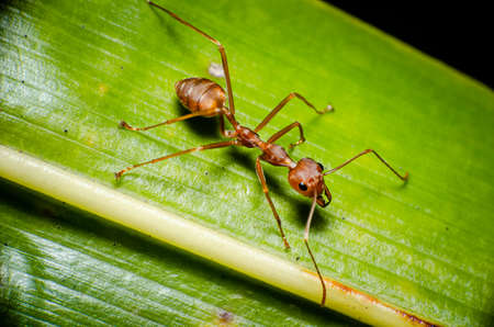Close up of red ants with daily activities of the red ant in garden and black background.の写真素材