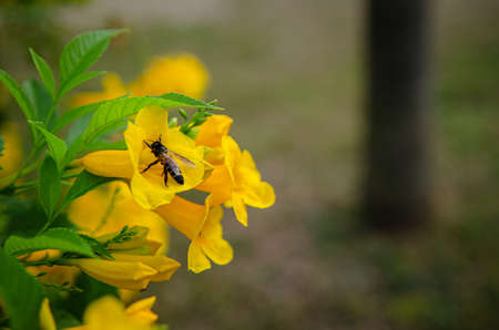 A bee is flying with beautiful blooming yellow elder flowers, Trumpetbush, Trumpetflower, Yellow trumpet-flower, Yellow trumpetbush in outdoor.の写真素材