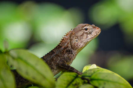 Close-up brown chameleons in green bush, focusing on the head, Thailandの写真素材