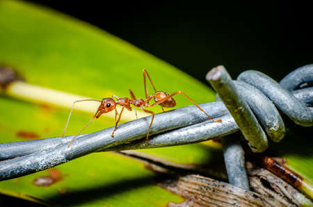 Close up of red ants with daily activities of the red ant in garden and black background.の写真素材