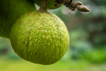 Green skin raw figs on fig tree in thailand, Cluster fig, Goolar (Gular) Fig or Ficus racemosa...