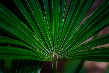 Striped and pattern of green leaf, Abstract green texture background.の写真素材