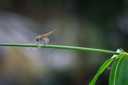 A dragonfly perched on a branch with nature blur background.
