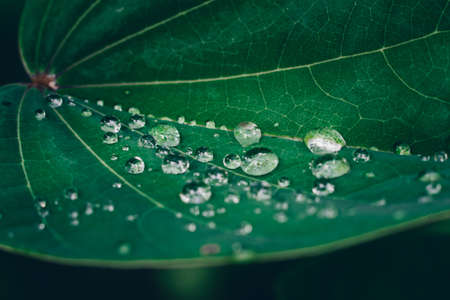 Water drop on the green leafの写真素材