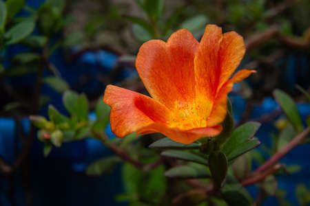 Portulaca Grandiflora, Japanese Rose, Portulaca, Moss Rose, Sun plant and Sun Rose. A flower blossom, petals stacked overlapping in layers which variable and multi-colored.の写真素材