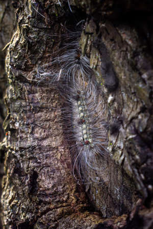 The pine processionary (Thaumetopoea pityocampa) on tree trunk is a moth of the subfamily Thaumetopoeinae in the family Notodontidaeの写真素材