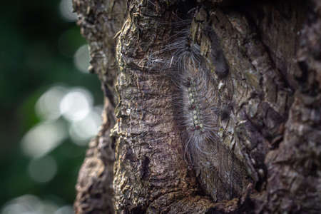 The pine processionary (Thaumetopoea pityocampa) on tree trunk is a moth of the subfamily Thaumetopoeinae in the family Notodontidaeの写真素材