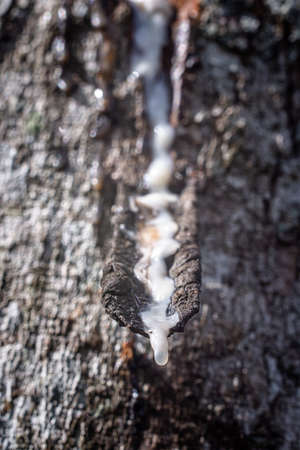Natural rubber latex harden after flow down to rubber container or bowlの写真素材