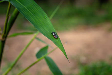 Beautiful bug on green leaf in the nature, Rice Spittle Bug (Callitettix versicolor) is bug damages the leaves and stems.の写真素材