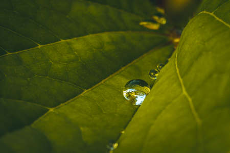 Water drop on the green leaf  the yellow sunlight comes from the background to foregroundの写真素材