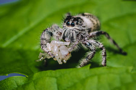 Macro image of Beautiful Spider catch the prey Hyllus diardi jumping spider on green leaf in...
