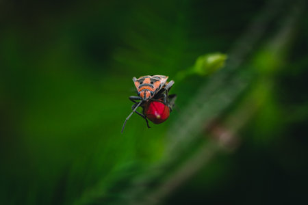 Top view mating Common Red Cotton bugs on red young tree in nature with nature background.