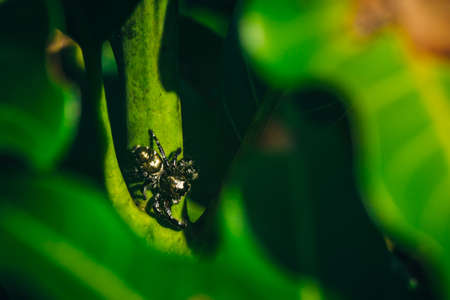 Black Jumping spider (hyllus diardi) male on green leaf.