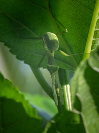 A Giant Green Mantis, African mantis or bush mantis with bushes green.の写真素材