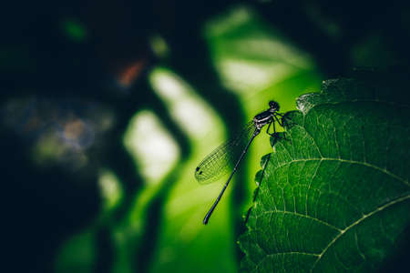 Copera marginipes, Dragonfly rest on green leaf on nature background in Thailand.