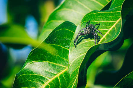 Black Jumping spider (hyllus diardi) male on green leaf.の写真素材