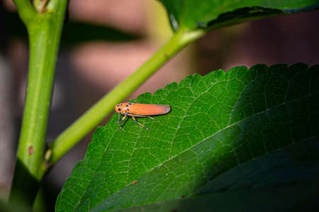 Orange Leafhopper (Bothrogonia) perched on green leaves and sunshine.の写真素材