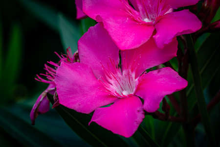 Close up beautiful pink Oleander flower blooming.
