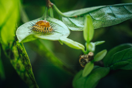 A larva of Mexican bean beetle on green leaf.の写真素材