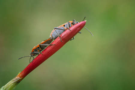 Mating Common Red Cotton bugs on red young tree in nature with nature background.