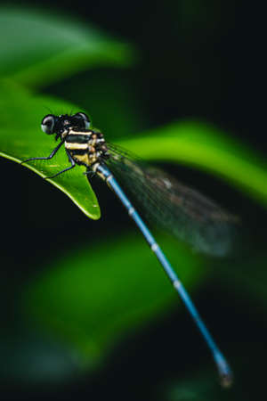 Copera marginipes, Dragonfly rest is beautiful dragonfly on leaf with nature background.の写真素材