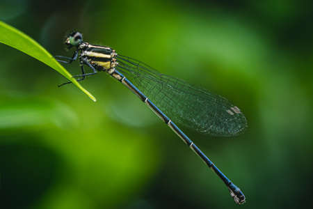 Wing focusing Copera marginipes, Dragonfly rest to see texture of dragonfly wing with nature background.の写真素材
