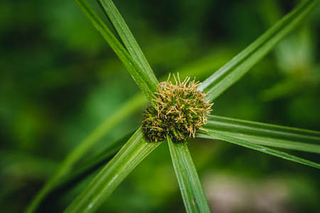 Top view of Green Kyllinga flower blooming with long leaf in lawn, Thailand.の写真素材