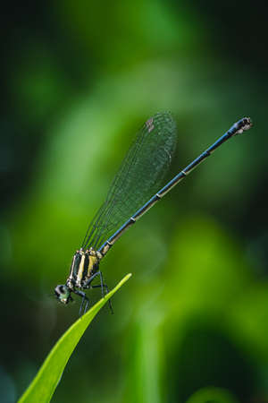 Copera marginipes, Dragonfly rest is beautiful dragonfly on leaf with nature background.