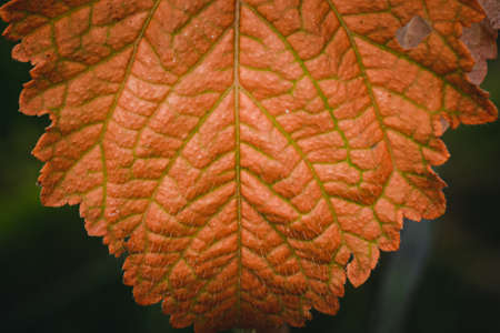 Close up of Fiber structure of orange leaves texture background.