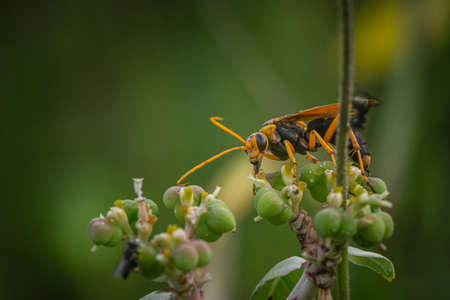 Insects are searching for nectar from flowers.の写真素材