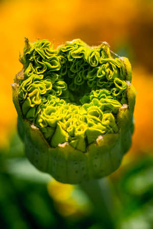 The pattern of flower petals, close-upの写真素材