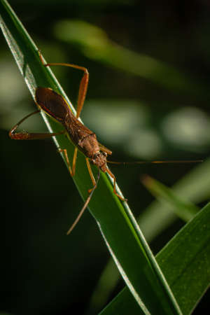 Leptocorisa Varicornis on leaf  this type of insect has shape of a thin body, long legs, long...
