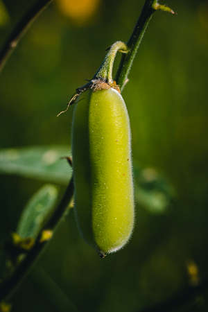 The Sunn hemp, Crotalaria junce fruit is a cylindrical, many seeded, hairy pod, light brown when...