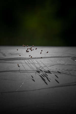 Beautiful spores on surface PVC pipe.の写真素材