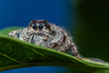 Close up of Jumping Spider on leaf with nature background.
