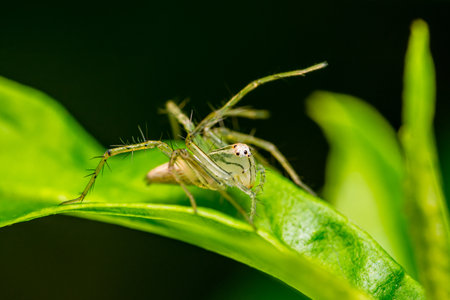 Close up of Lynx spider on green leaf and nature background, Thailand.の写真素材