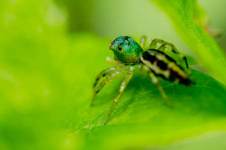 Close up of Jumping Spider on leaf with nature background.