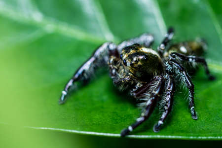 Close up of Jumping Spider on leaf with nature background.