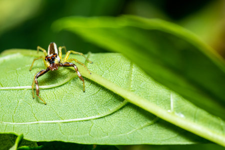 Close up of Jumping Spider on leaf with nature background.