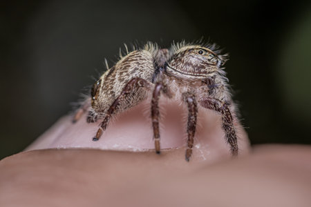 Close up of Hyllus Diardi Jumping Spider on finger, Selective focus.