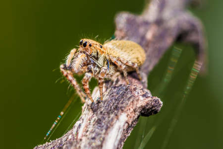 Selective focus of Jumping Spider on old tree branch, old wood in nature with nature blurred...