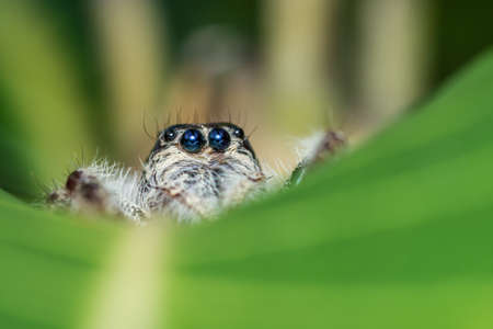Close up of Jumping Spider on leaf with nature background.
