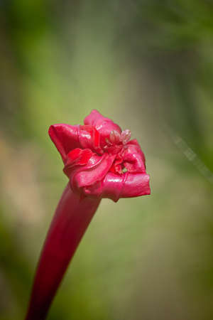 Red flower with blurred background in nature.の写真素材